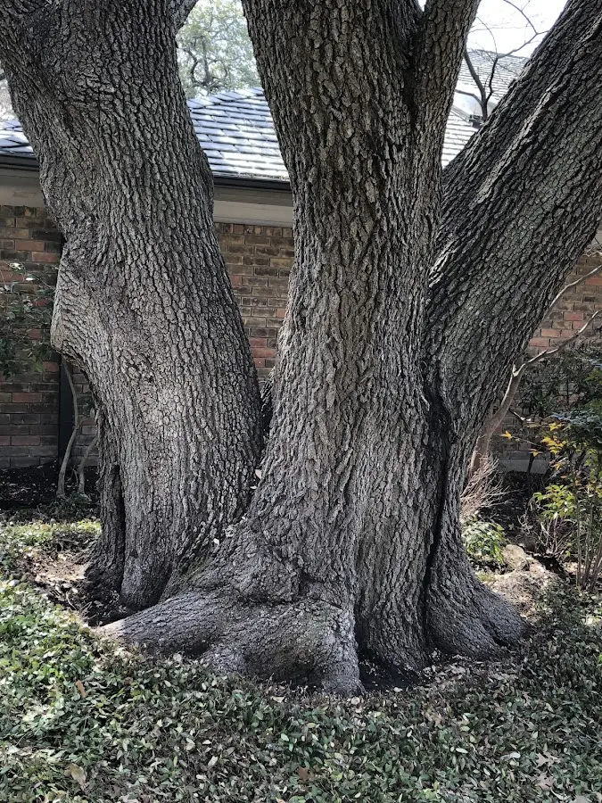 Mature heritage tree close to a Saint George property cared for by certified arborists
